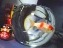うちの金魚３
