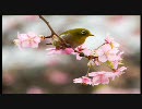 作業用ＢＧＭ　その４
