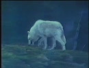 ネバー・クライ・ウルフ　その５