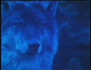 ネバー・クライ・ウルフ　その８