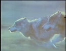 ネバー・クライ・ウルフ　その10