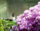 Syd Barrett - No Man's Land