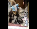 Love Forever Love　～清水翔太ｘ加藤ミリア～　猫のマリに捧ぐ
