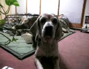 【ネズミと犬】ご飯の雄叫び ②