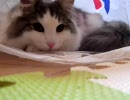 うちの猫を紹介します。その５