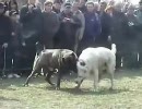 【ロシア】マスチフvsコーカサス・オーチャッカ【闘犬】