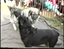 ロットワイラーvsコーカサス・オーチャッカ【闘犬】