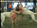 カンガル犬同士で闘犬 その２　