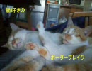 【Ａ１】猫好きのボーダーブレイク【支援】９匹目