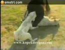 ドゴ・アルヘンティーノ２頭vsクマ【闘犬】